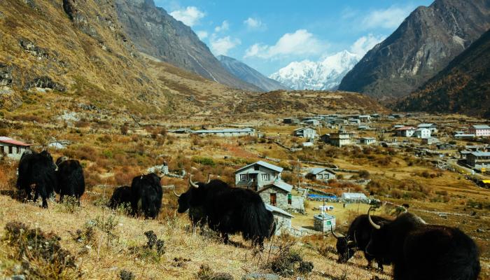 Langtang Valley Trek 